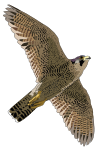 faucon pelerin - falcon peregrine